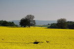 Rast produkcie biopalív prispieva k nedostatku potravín vo svete. Zdroj: http://www.panoramio.com